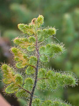 Sivun Myriopteris cooperae (D. C. Eat.) Grusz & Windham kuva