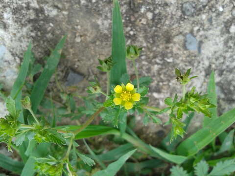 Imagem de Potentilla supina L.