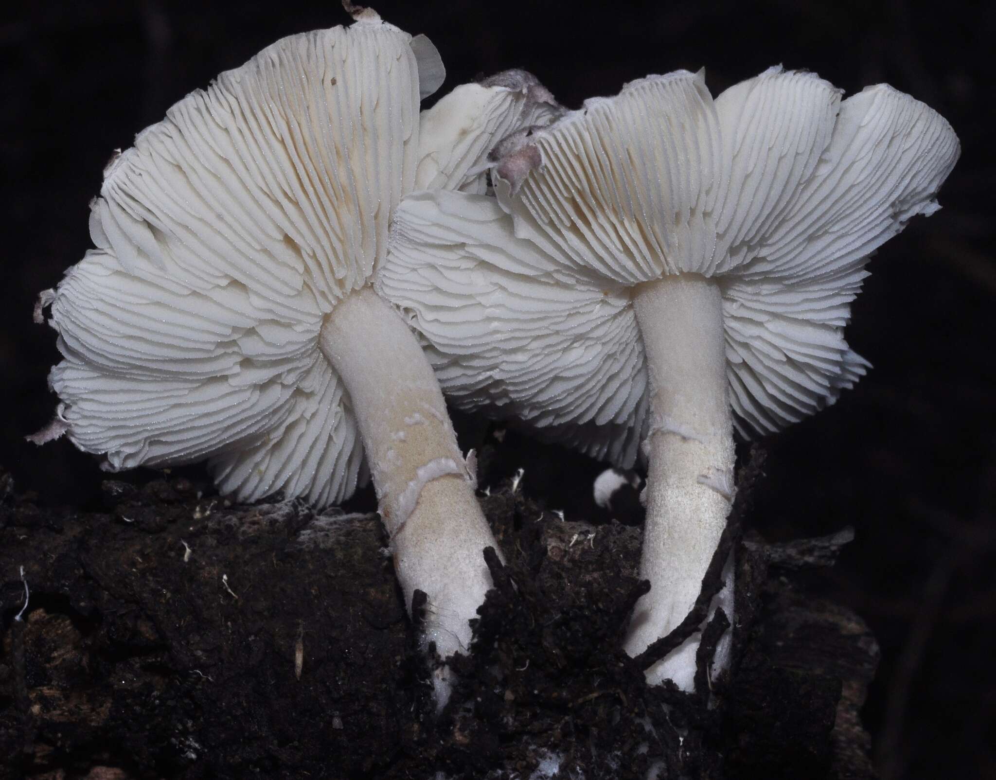 Image de Leucoagaricus ionidicolor Bellù & Lanzoni 1988