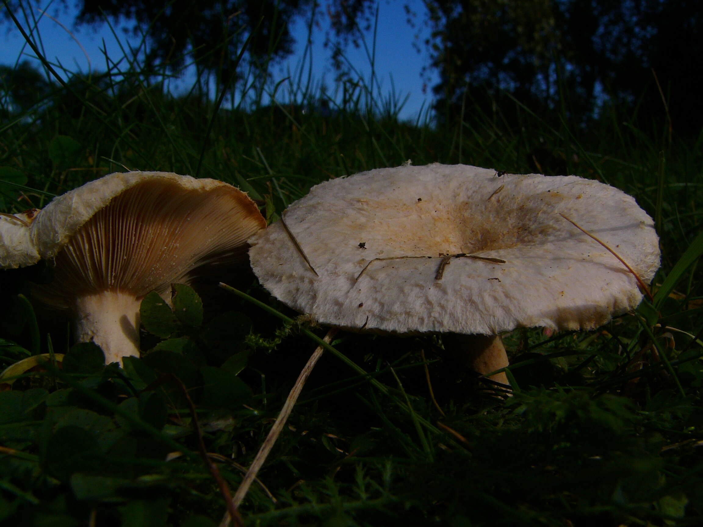 Image of Woolly Milkcap