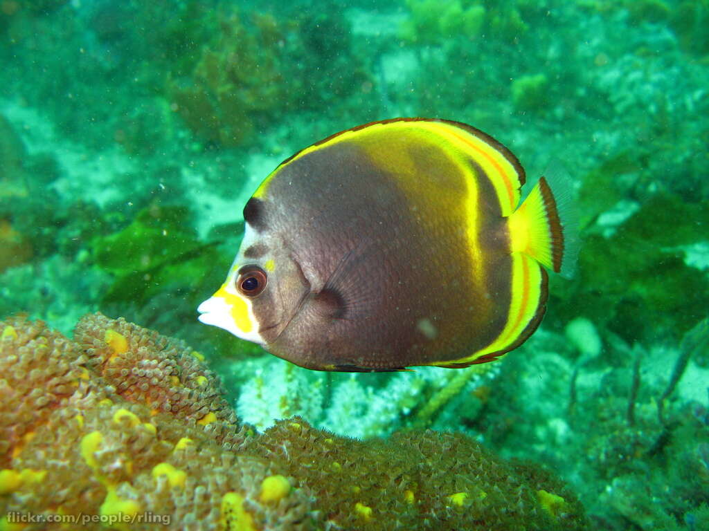 Image of Black Butterflyfish