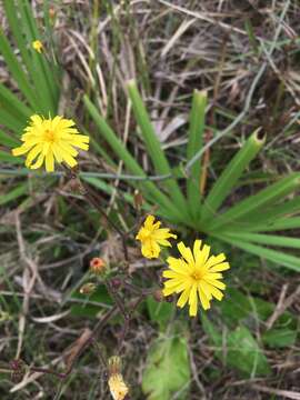 Image of Hieracium megacephalum Nash