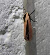 صورة Creatonotos gangis Linnaeus 1763