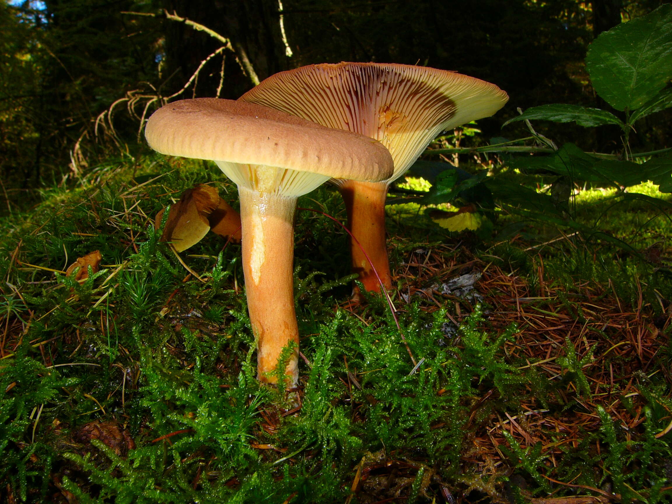 Lactarius helvus (Fr.) Fr. 1838 resmi