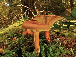 Lactarius helvus (Fr.) Fr. 1838 resmi