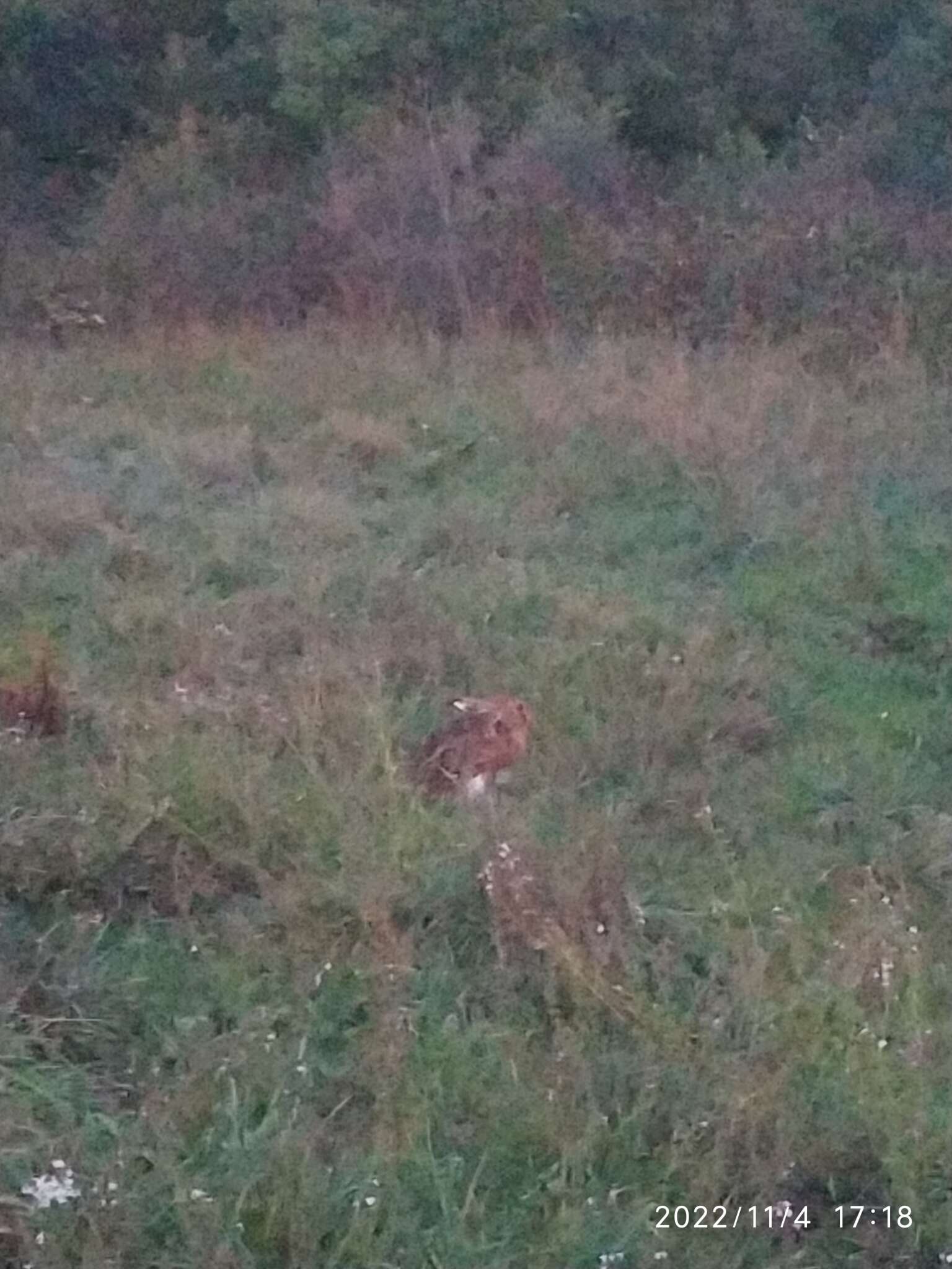 Image of APPENINE HARE