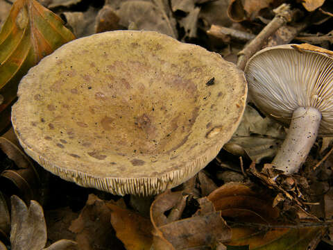 Image of Lactarius blennius (Fr.) Fr. 1838