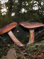 Image of Rufous Milkcap