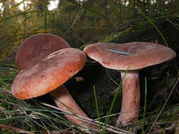 Image of Rufous Milkcap