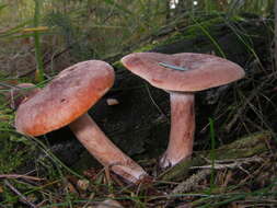 Image of Rufous Milkcap