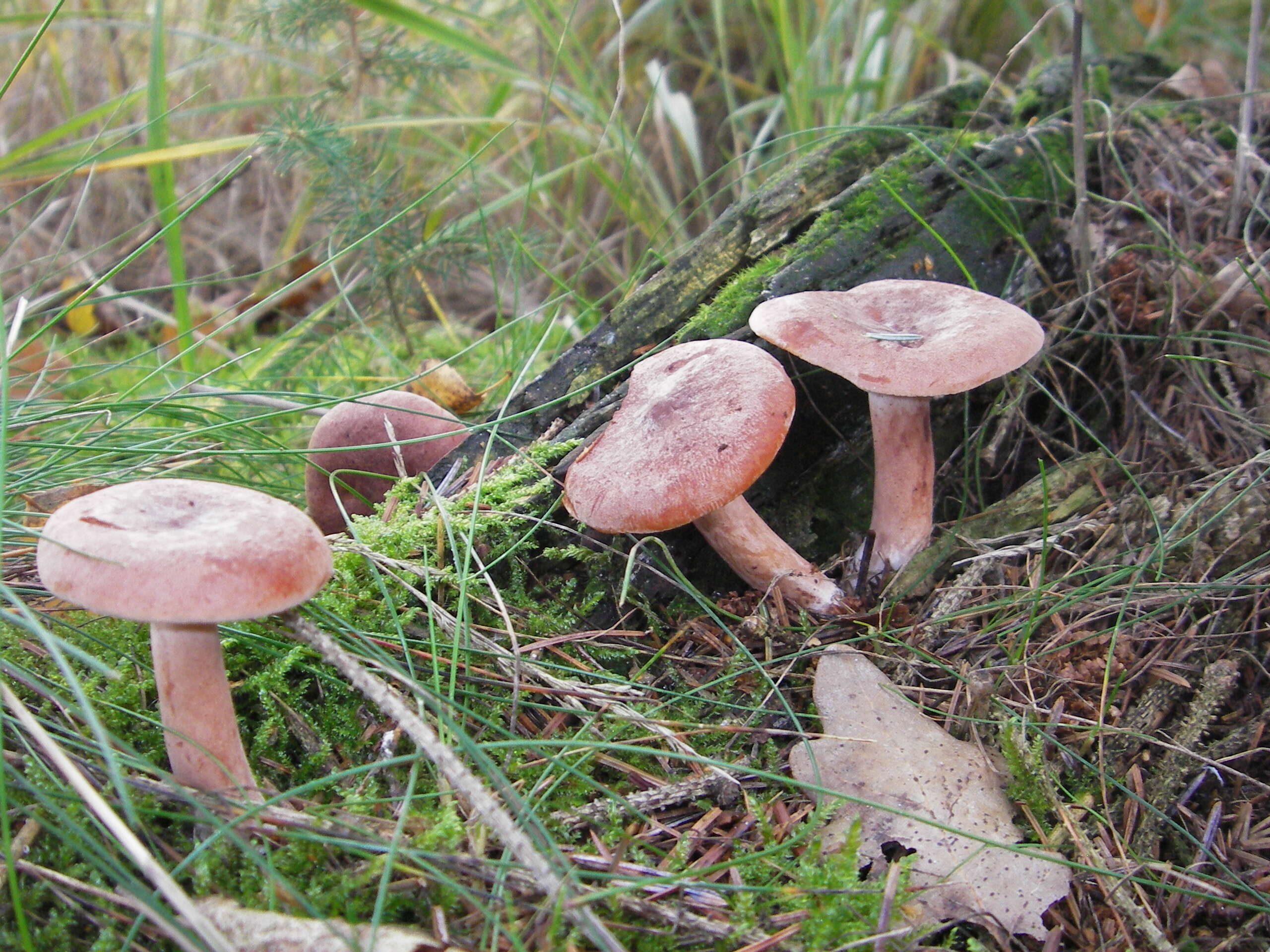 Image of Rufous Milkcap