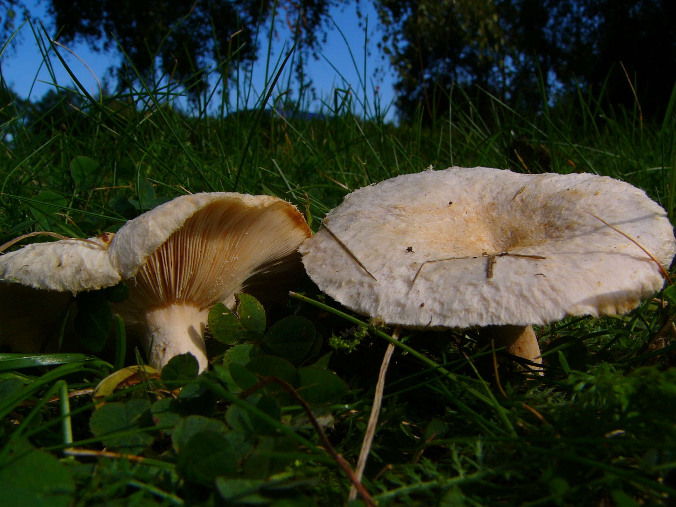 Image of Woolly Milkcap