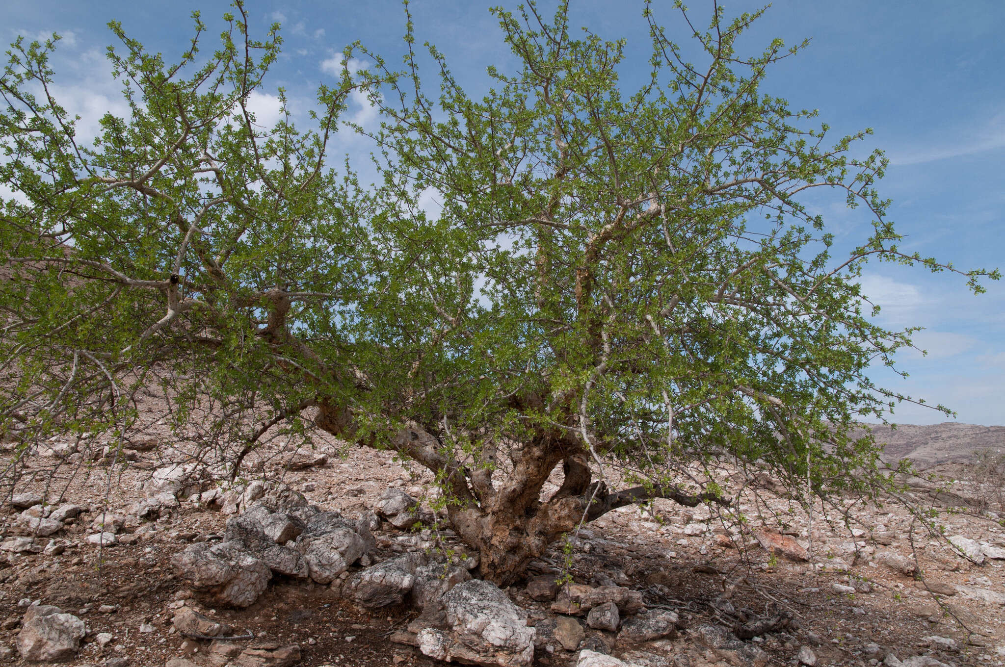 Image of Satin-bark corkwood