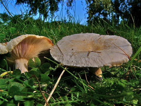 Image of Woolly Milkcap