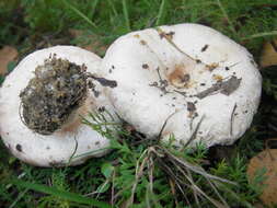 Image of Woolly Milkcap