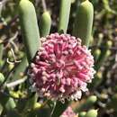 Image of Hakea clavata Labill.