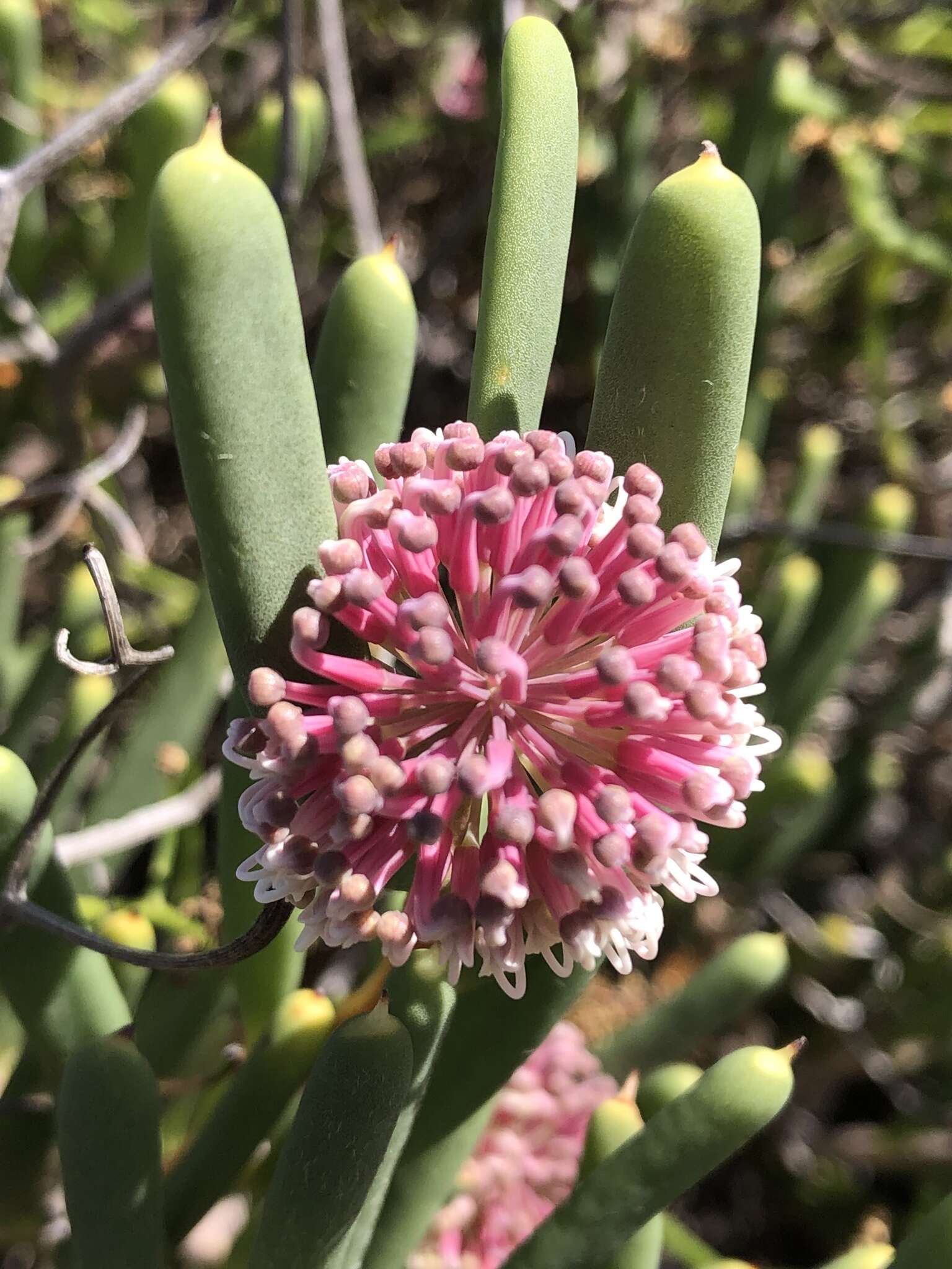 Image de Hakea clavata Labill.