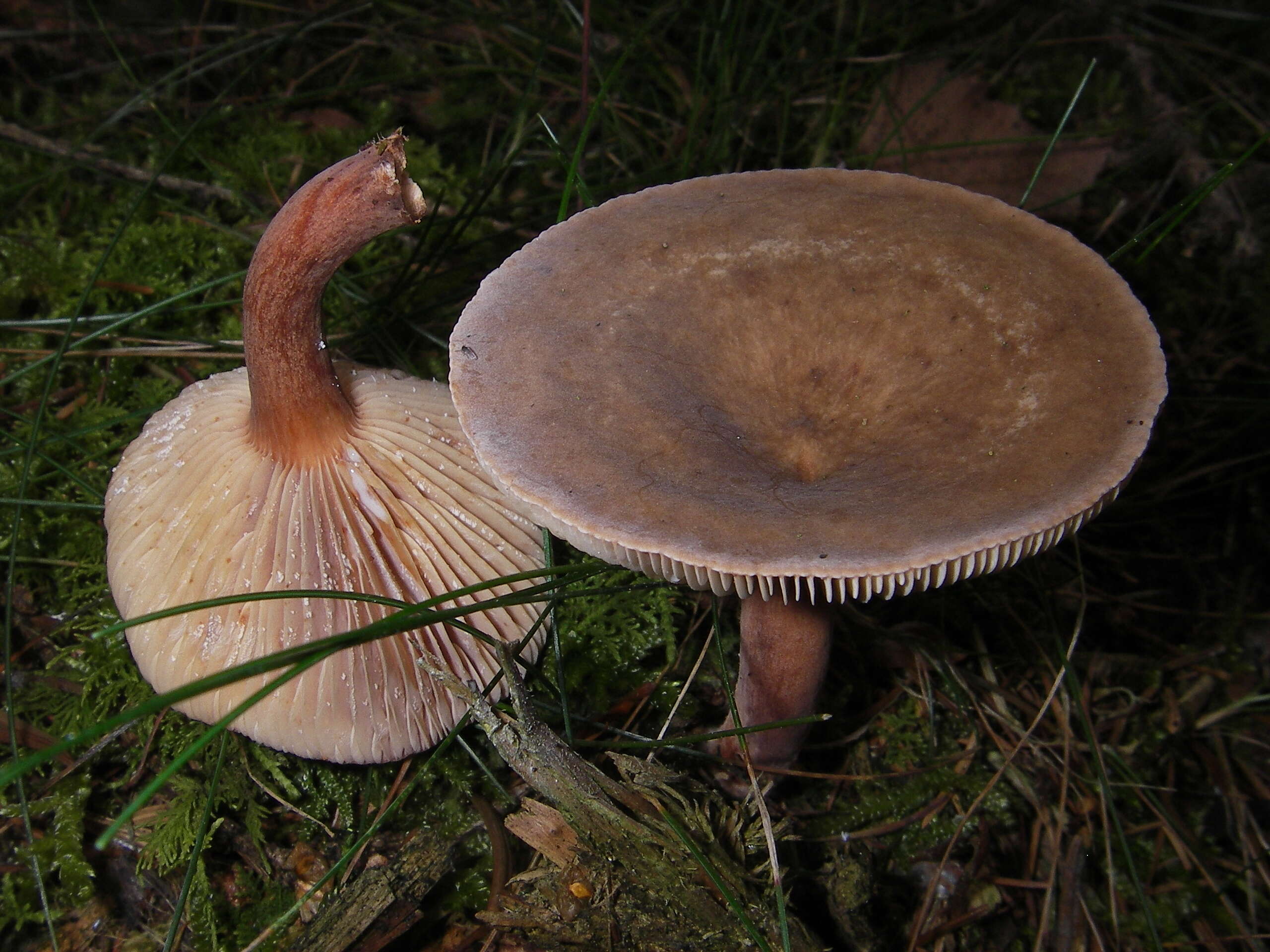 Lactarius helvus (Fr.) Fr. 1838 resmi