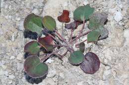 Image of Seven River Hills buckwheat