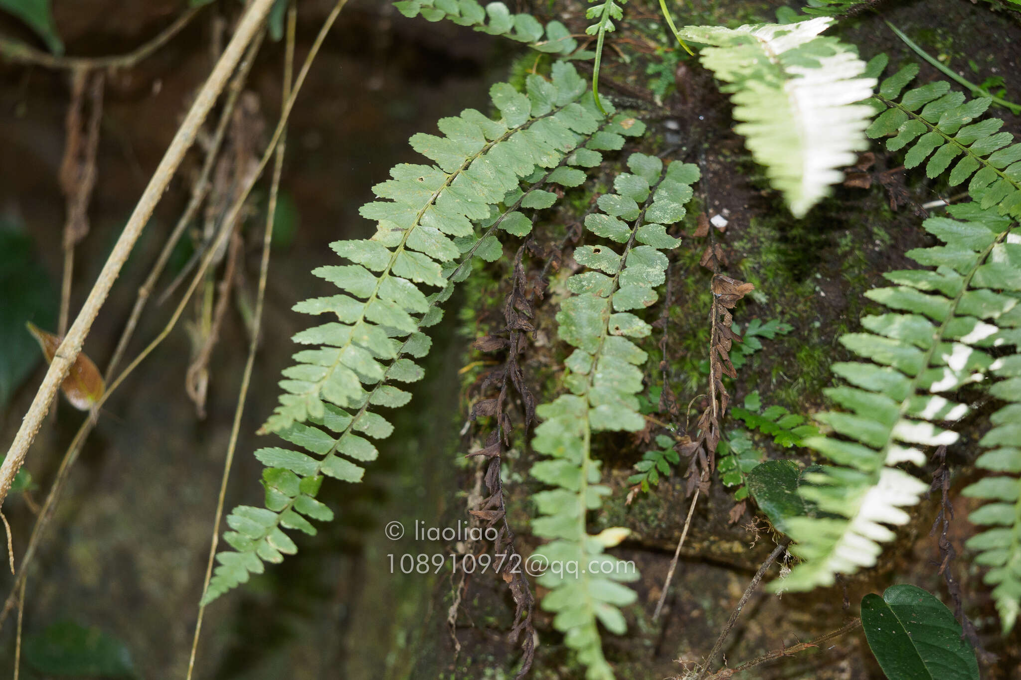 Image de Asplenium crinicaule Hance