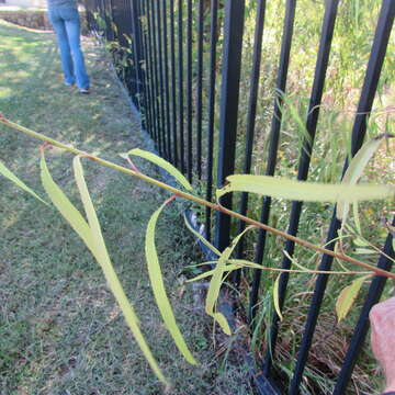 Imagem de Salix nigra Marsh.