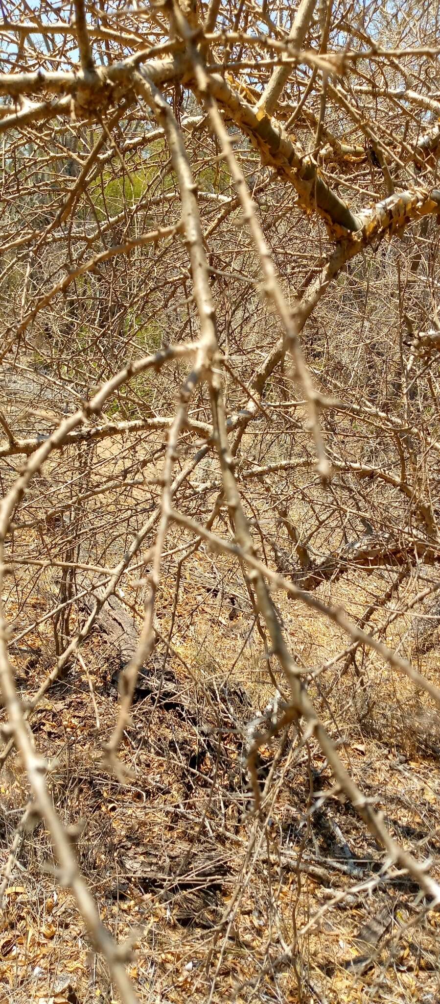 Image of Commiphora simplicifolia H. Perrier