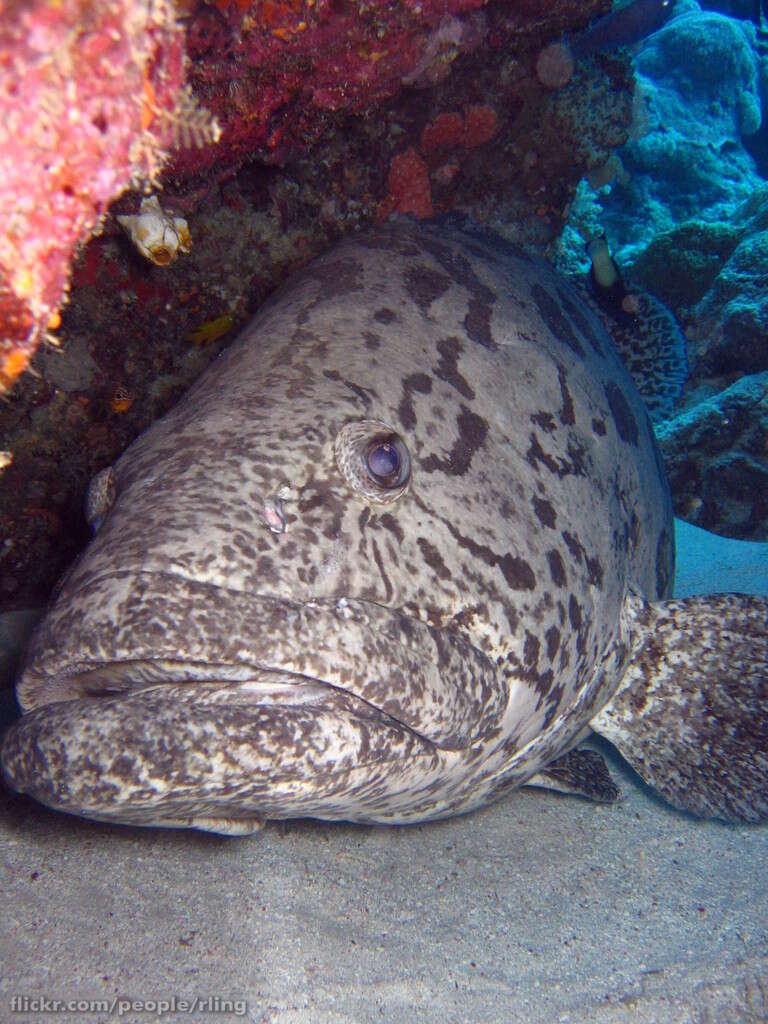 Imagem de Epinephelus tukula Morgans 1959