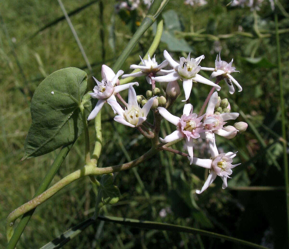 Imagem de Cynanchum acutum L.