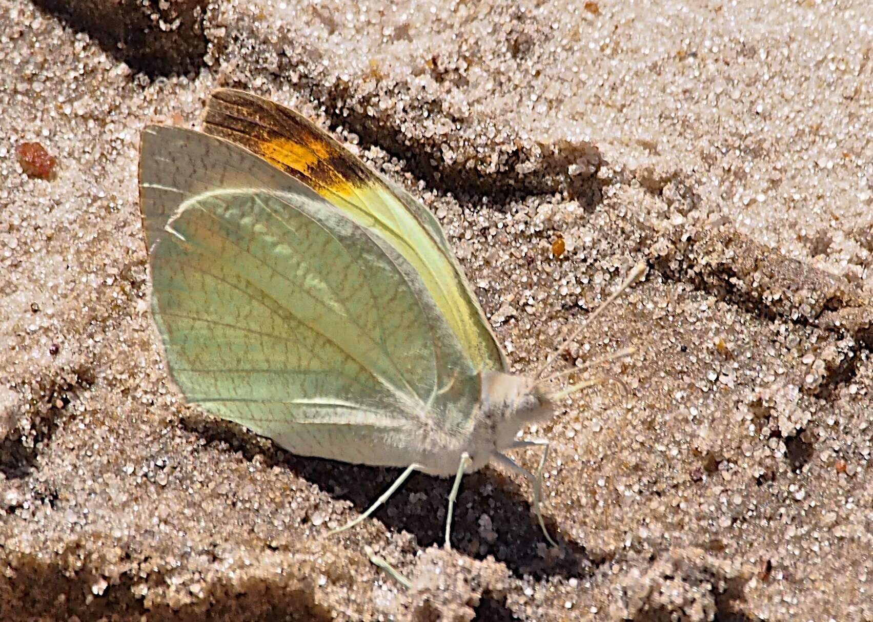 Слика од Teracolus subfasciatus Swainson 1833