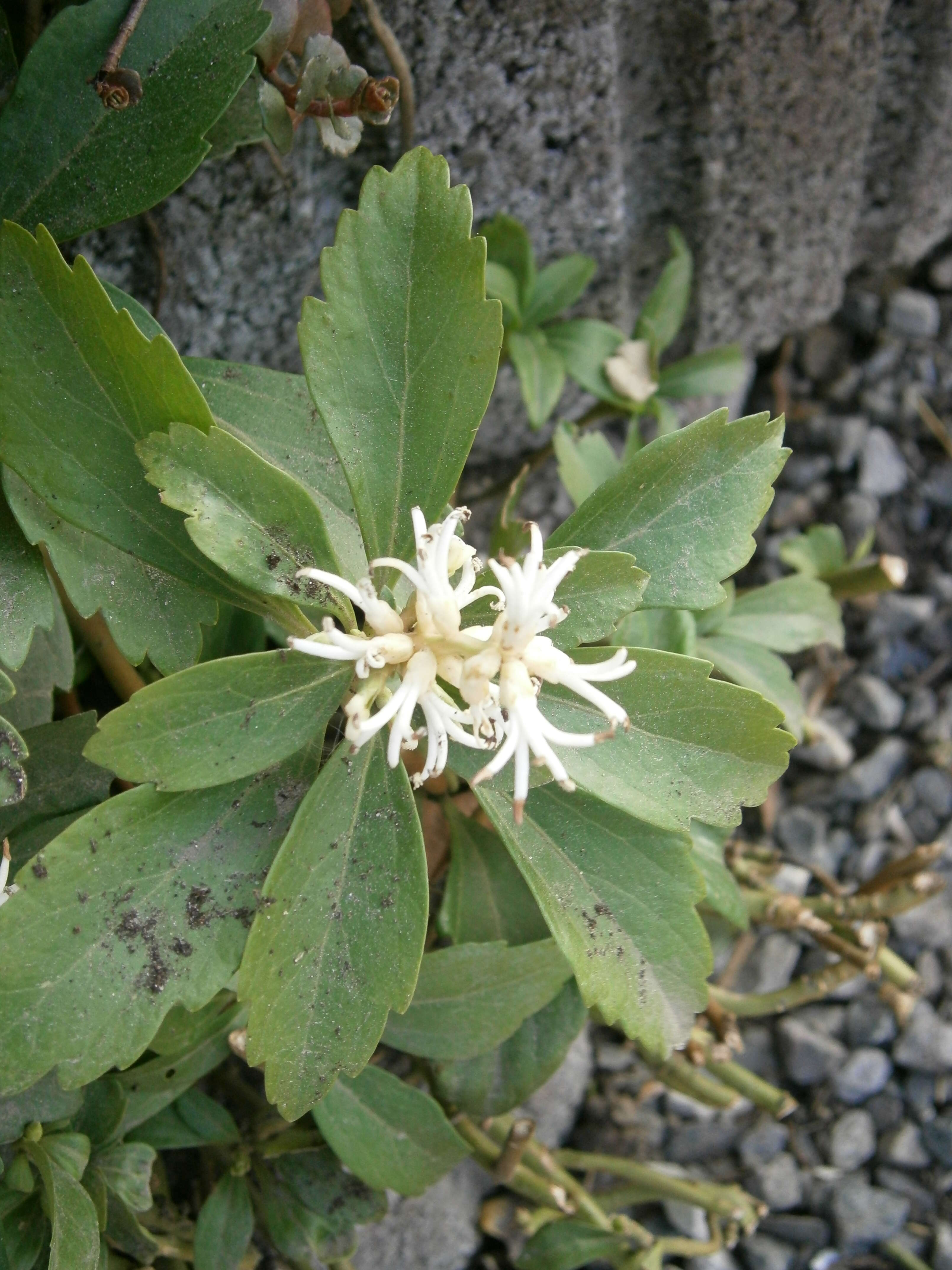 Image of Japanese pachysandra