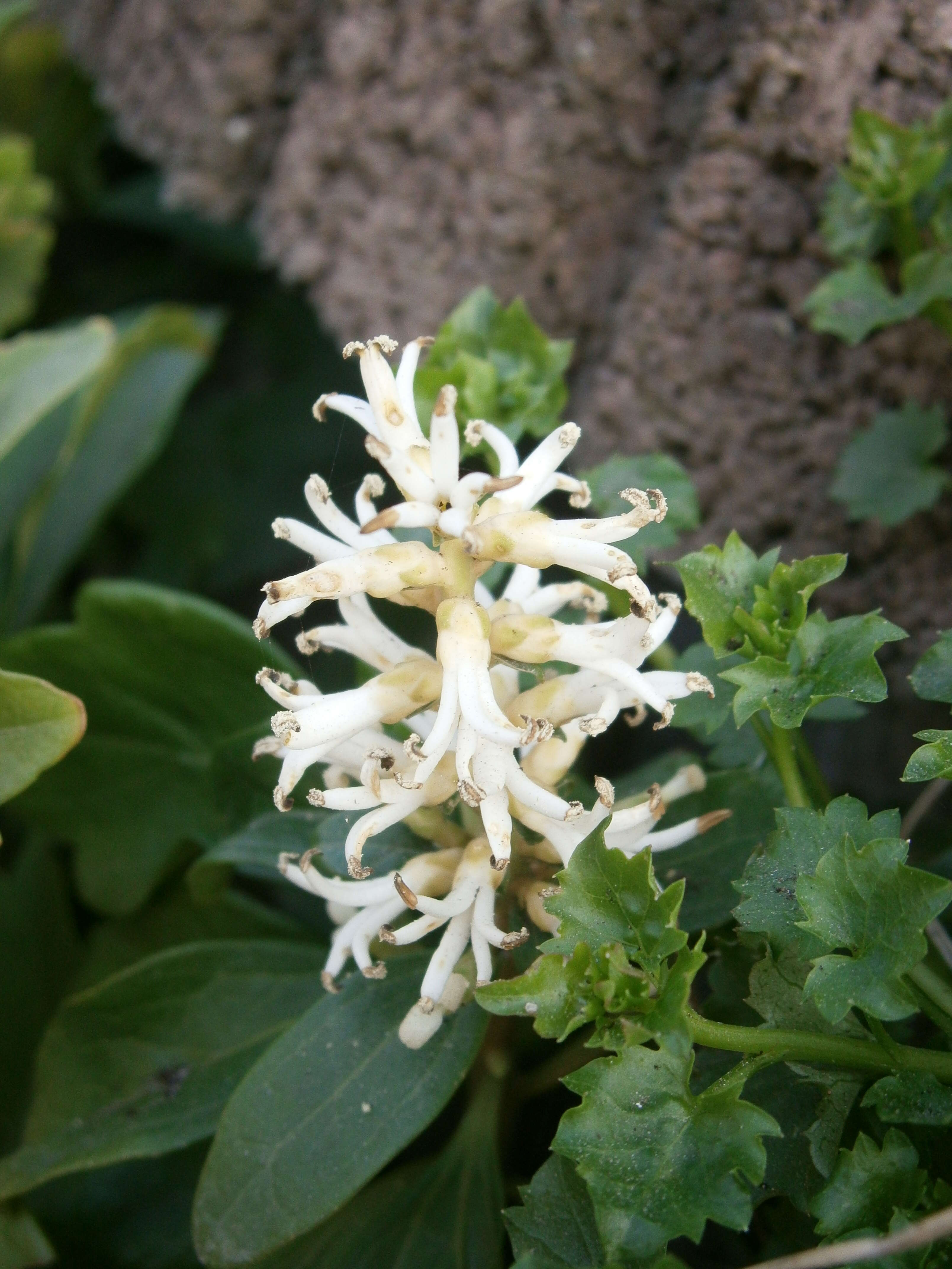 Image of Japanese pachysandra