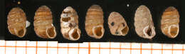 صورة Pagodulinidae