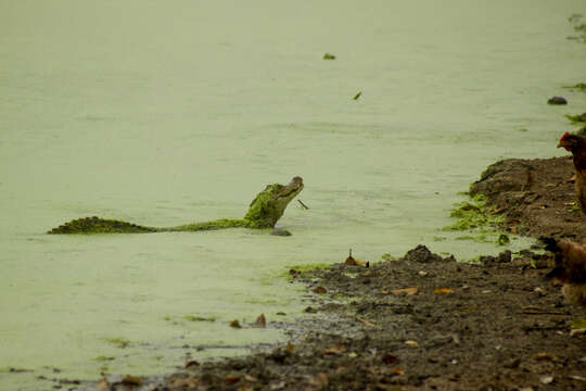 Image of Brown Spectacled Caiman