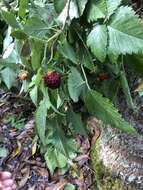 Слика од Rubus hawaiensis A. Gray