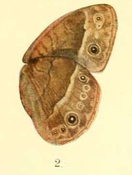 Mycalesis benina Grünberg 1912的圖片