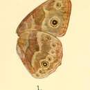 Image of Mycalesis hyperanthus Bethune-Baker 1908