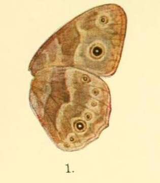 Image of Mycalesis hyperanthus Bethune-Baker 1908