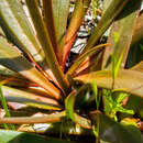 Image of Stylidium crassifolium R. Br.