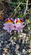 Image of Alstroemeria pulchra Sims