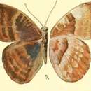 Euriphene butleri Aurivillius 1904 resmi