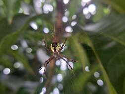 Image of Argiope perforata Schenkel 1963