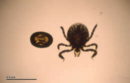 Image of Common sheep tick