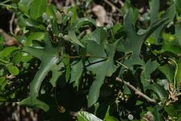 Image of Coccinia quinqueloba (Thunb.) Cogn.