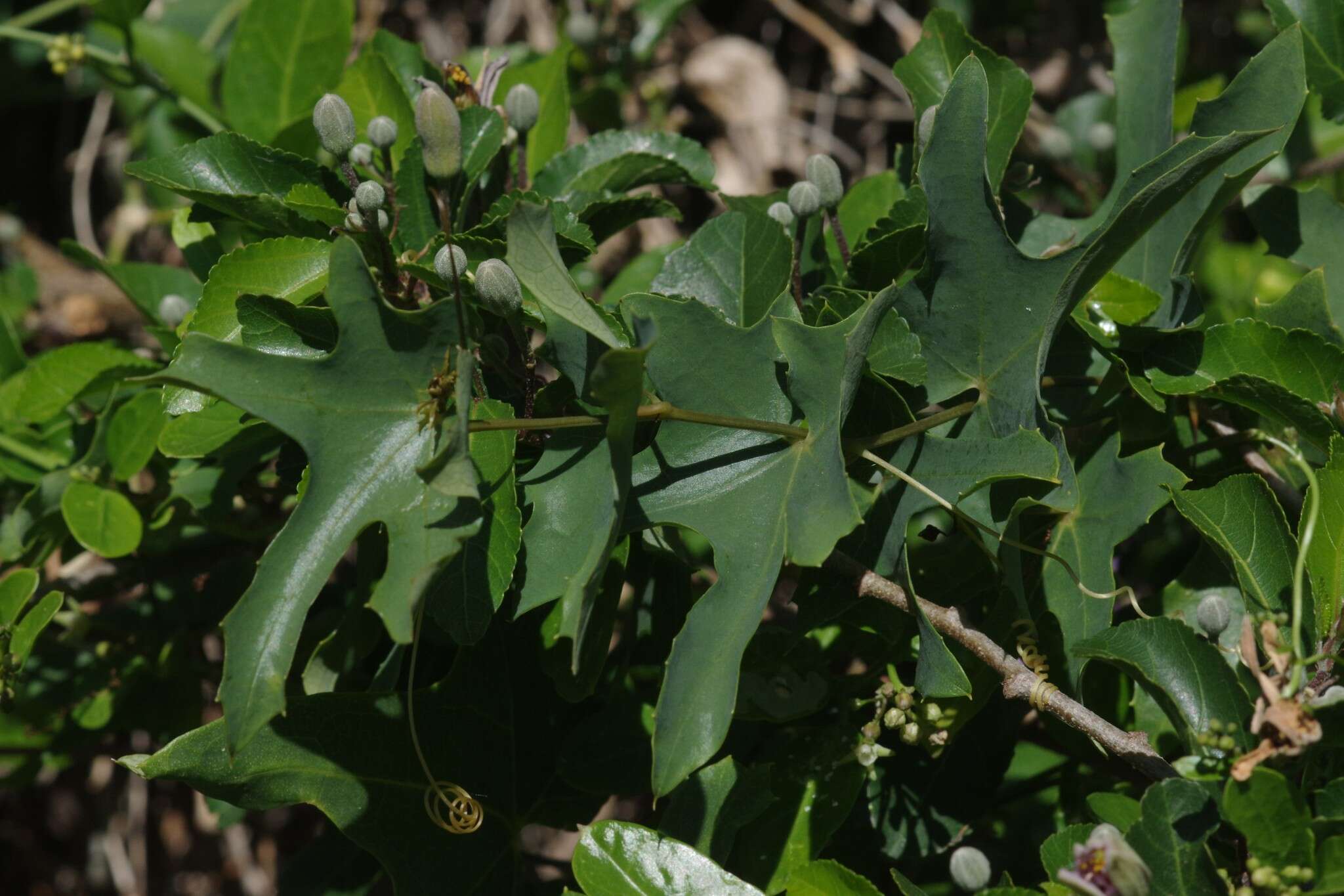 Image of Coccinia quinqueloba (Thunb.) Cogn.