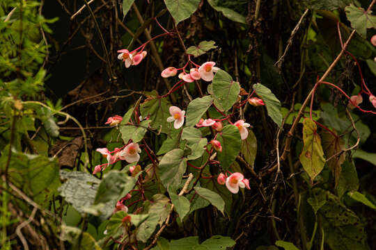 Image of Begonia meyeri-johannis Engl.