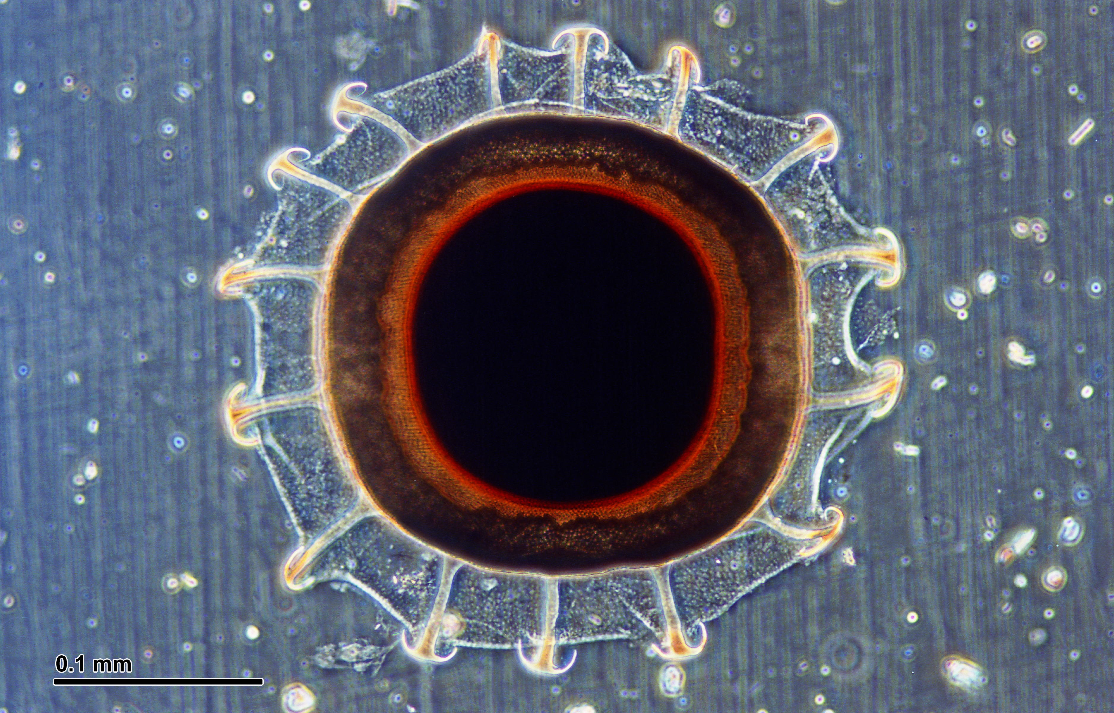 Image of Magnificent Bryozoan