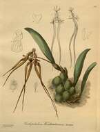 Image of Bulbophyllum wendlandianum (Kraenzl.) Dammer