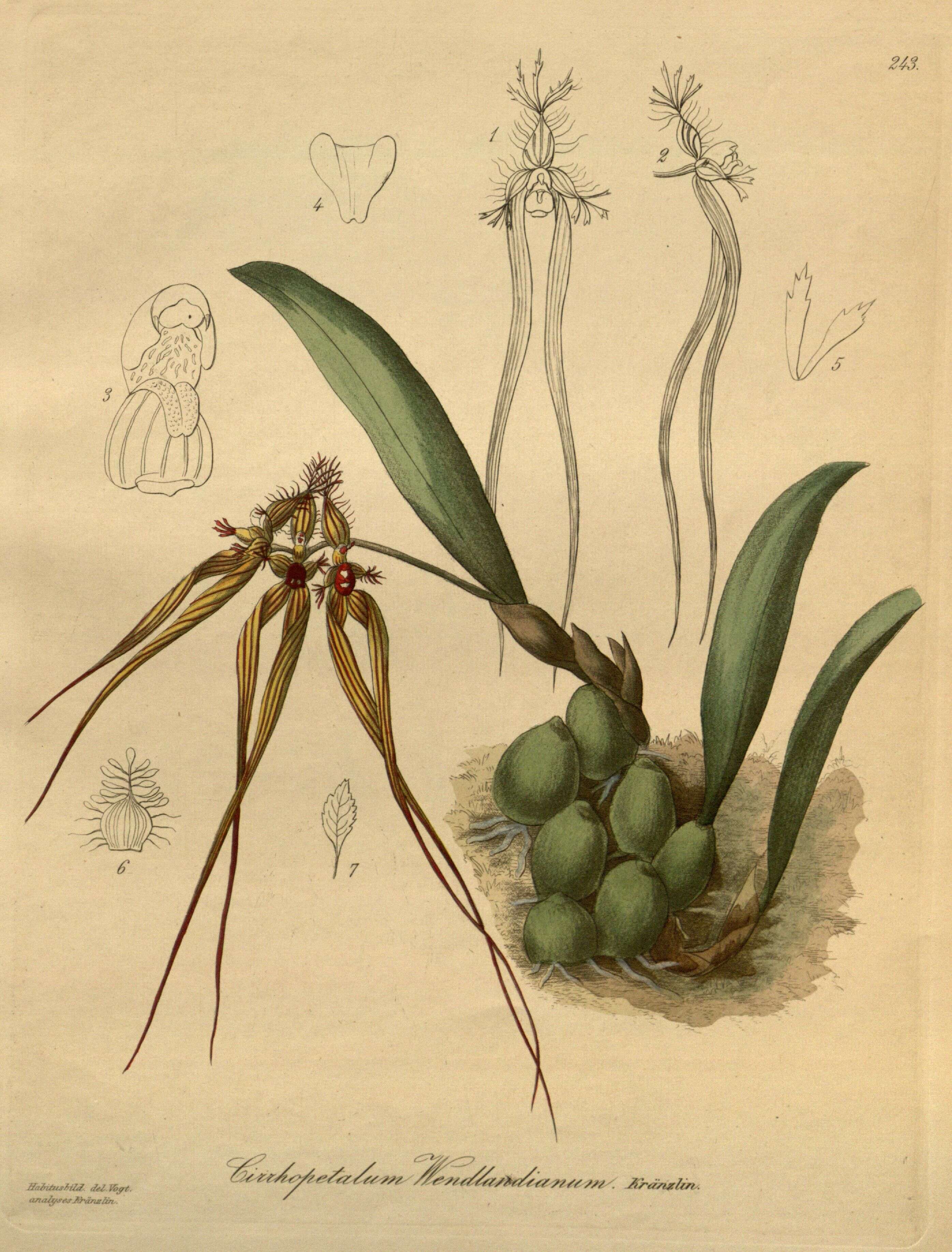 Imagem de Bulbophyllum wendlandianum (Kraenzl.) Dammer