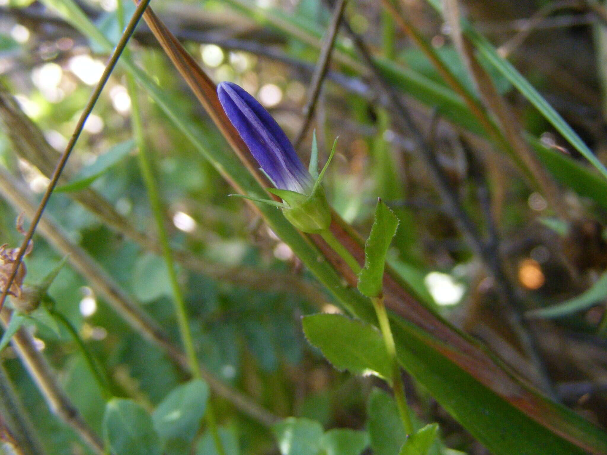 Campanula californica (Kellogg) A. Heller resmi