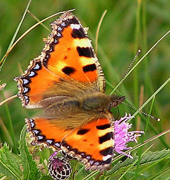 Слика од Aglais urticae urticae